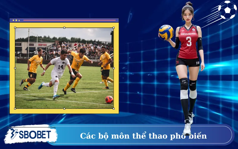 Các bộ môn thể thao phổ biến người chơi yêu thích